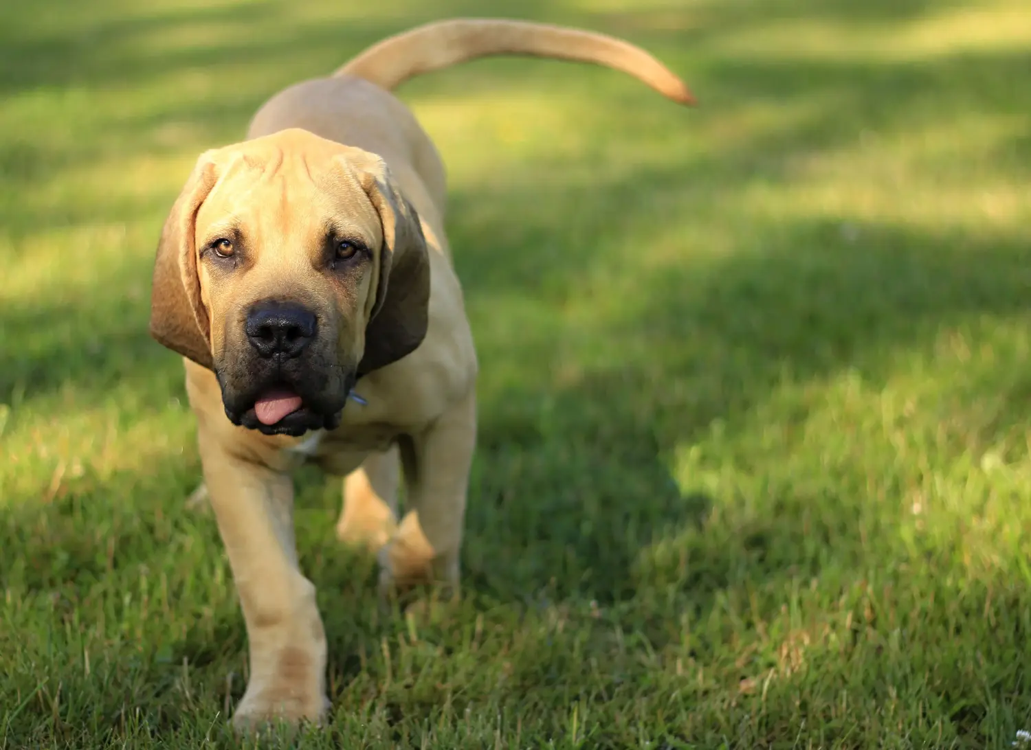 Acheter un chiot Boerboel, c'est prendre ses responsabilités ! Acheter des chiots Boerboel.
