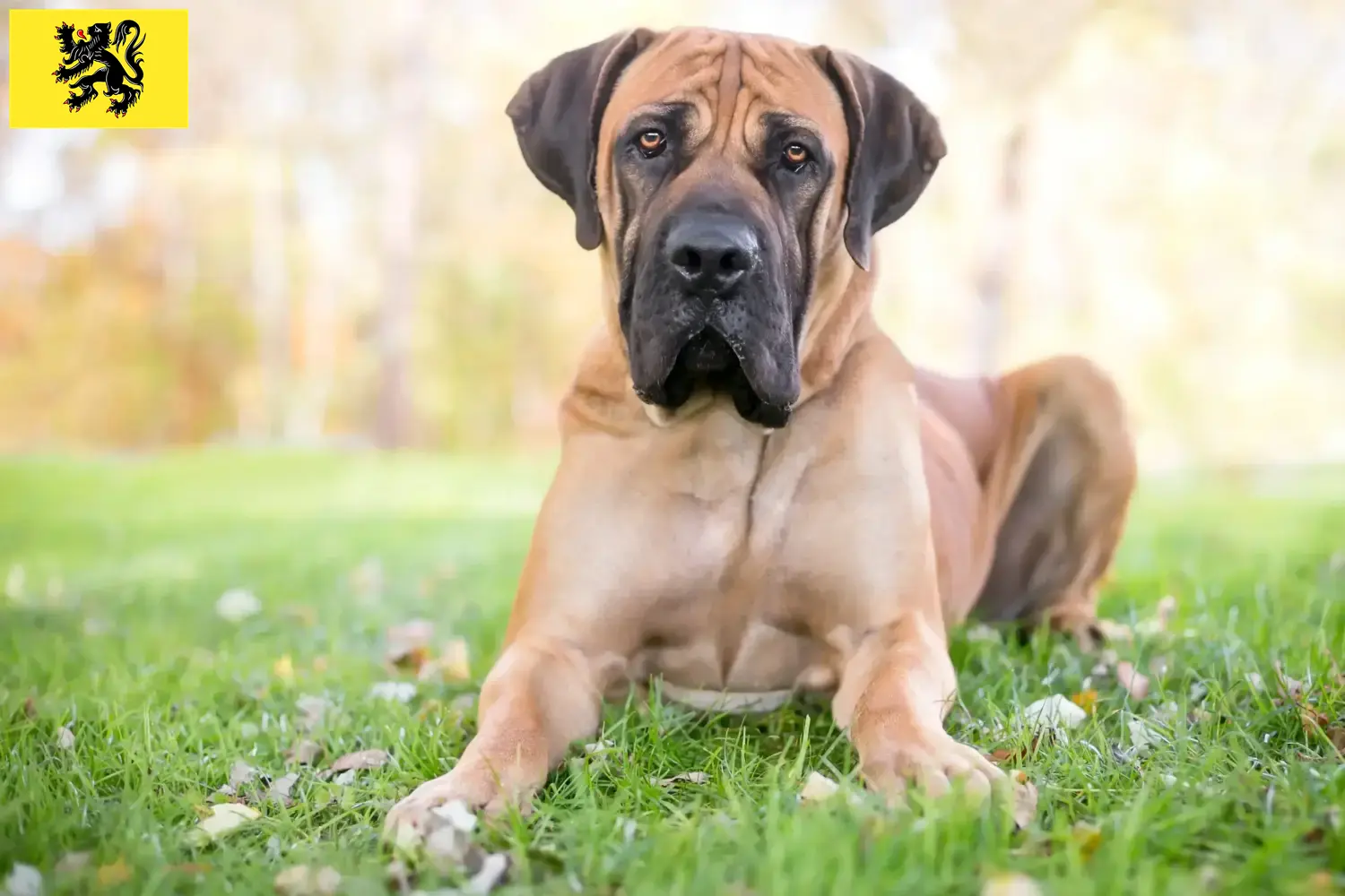 Boerboel chiots et éleveurs Flandre Ici tu trouves les éleveurs de Boerboels en Flandre.