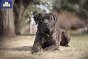 Lire la suite à propos de l’article Boerboel éleveurs et chiots en région de Bruxelles-Capitale