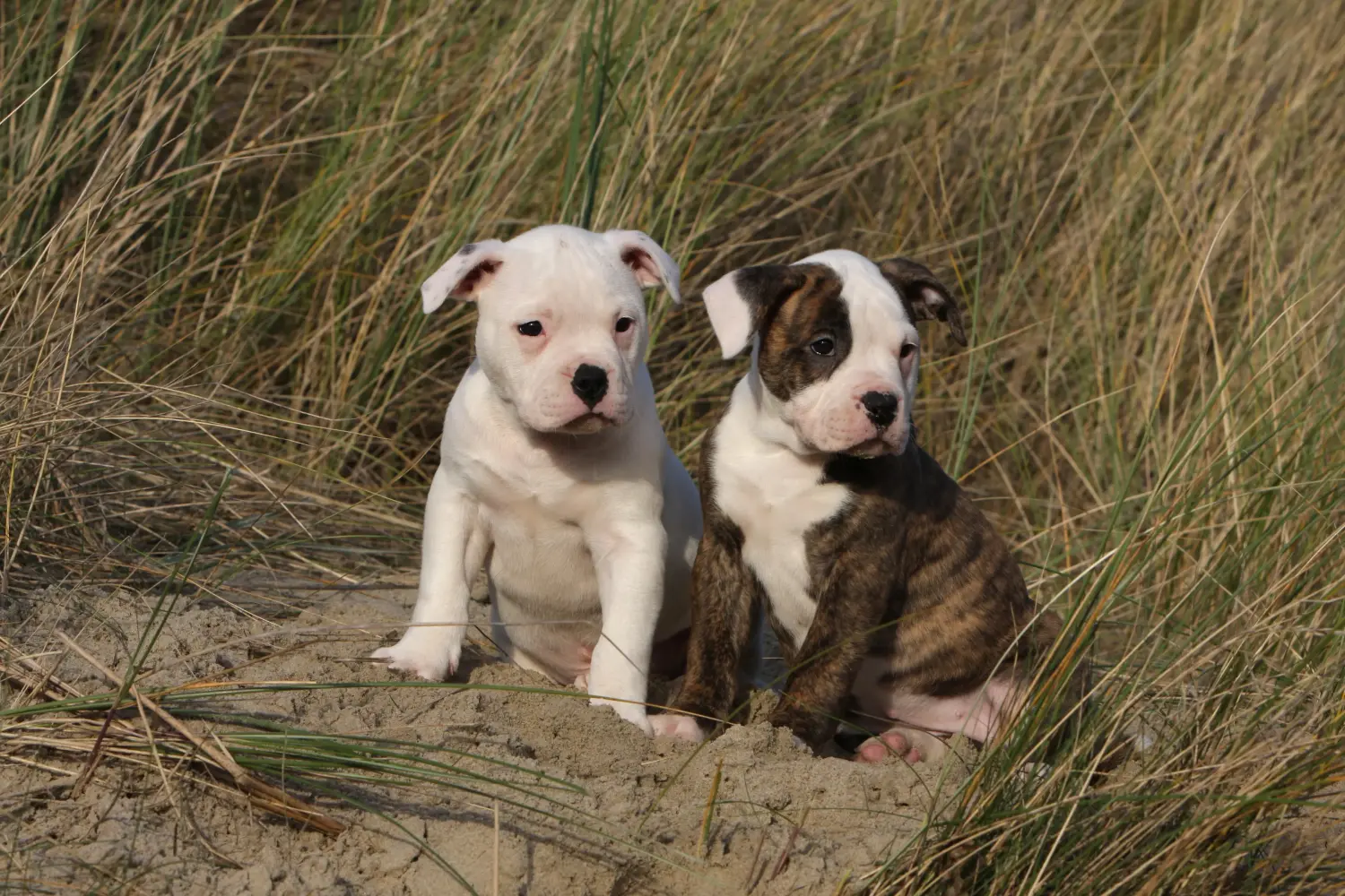 Acheter un chiot American Bulldog, c'est prendre ses responsabilités ! Acheter des chiots Bouledogue américain.