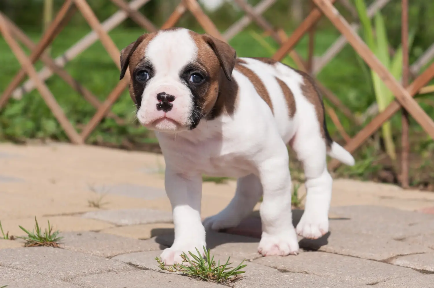 Acheter un chiot American Bulldog, c'est prendre ses responsabilités ! Acheter des chiots Bouledogue américain.