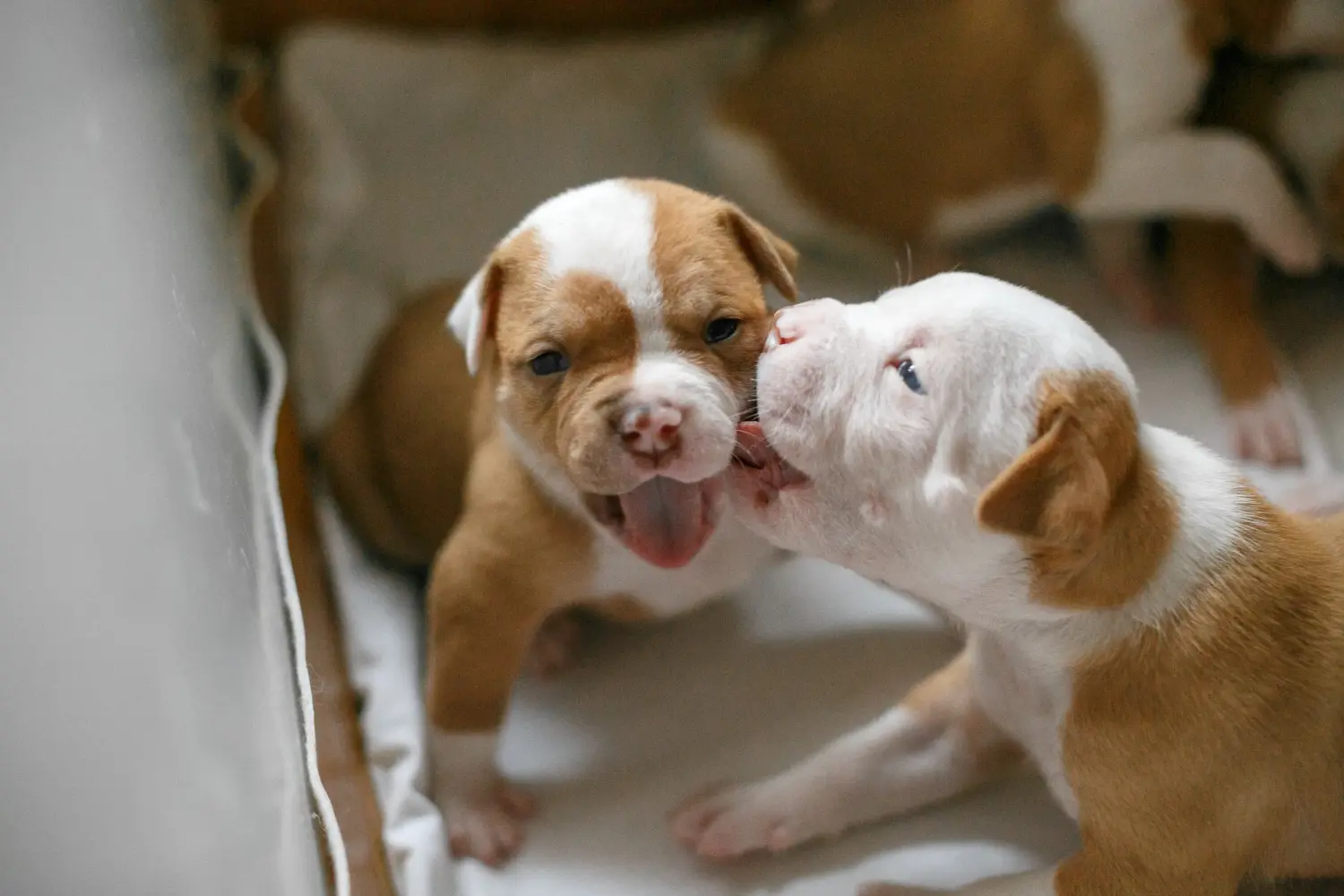 Acheter un chiot American Bulldog, c'est prendre ses responsabilités ! Acheter des chiots Bouledogue américain.