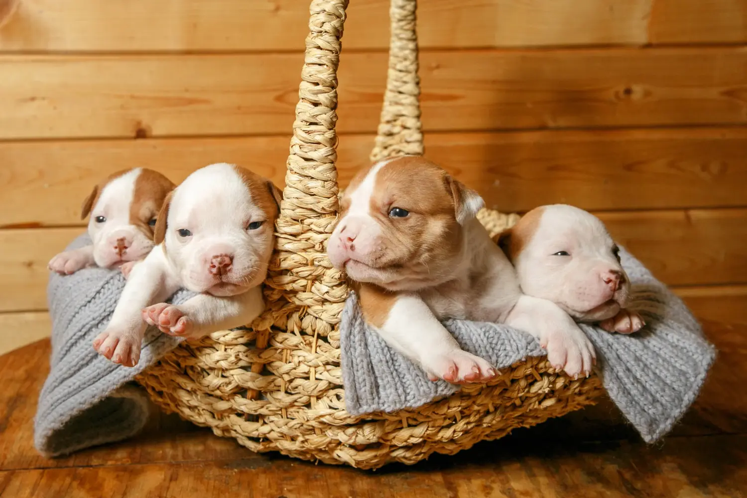 Acheter un chiot American Bulldog, c'est prendre ses responsabilités ! Acheter des chiots Bouledogue américain.