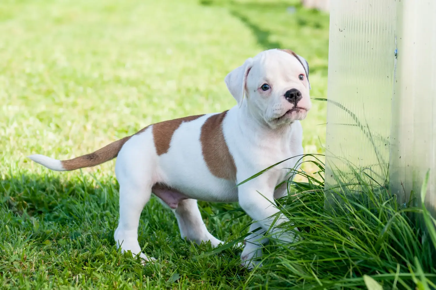 Acheter un chiot American Bulldog, c'est prendre ses responsabilités ! Acheter des chiots Bouledogue américain.