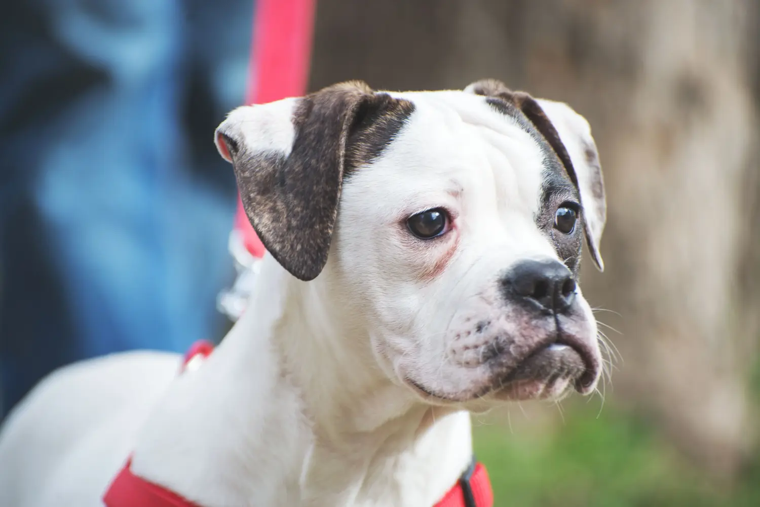 Acheter un chiot American Bulldog, c'est prendre ses responsabilités ! Acheter des chiots Bouledogue américain.