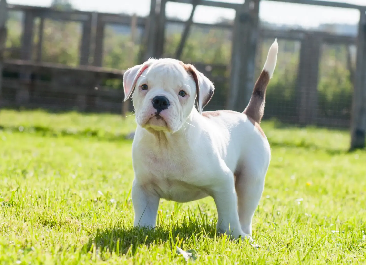 Acheter un chiot American Bulldog, c'est prendre ses responsabilités ! Acheter des chiots Bouledogue américain.