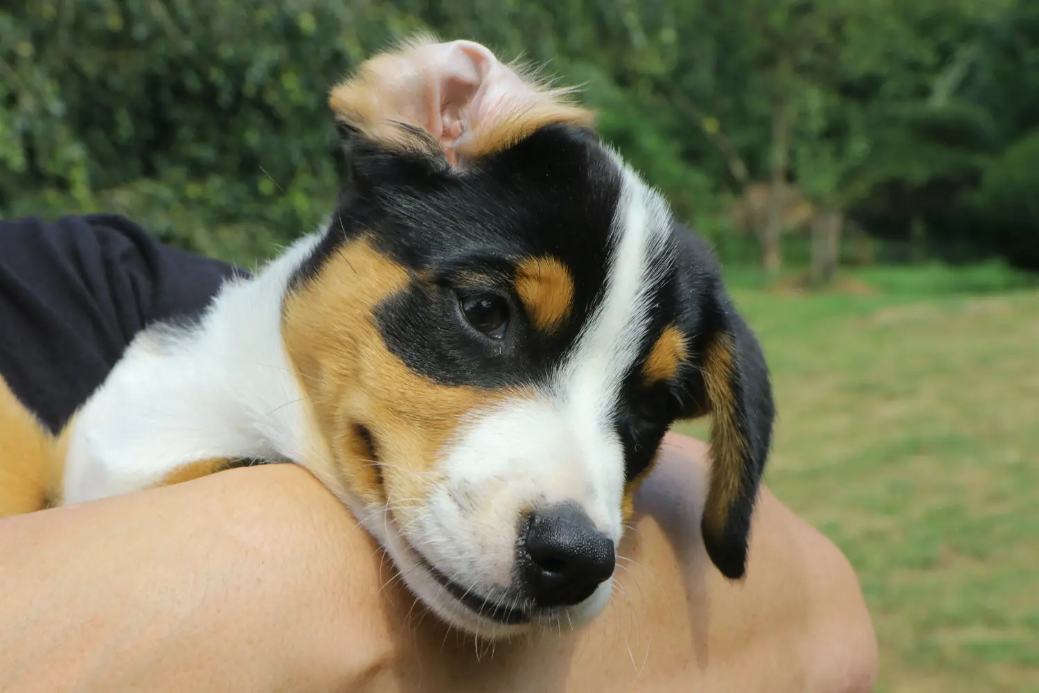 Acheter un chiot Bouvier d'Appenzell, c'est prendre ses responsabilités ! Acheter un chiot bouvier appenzellois.