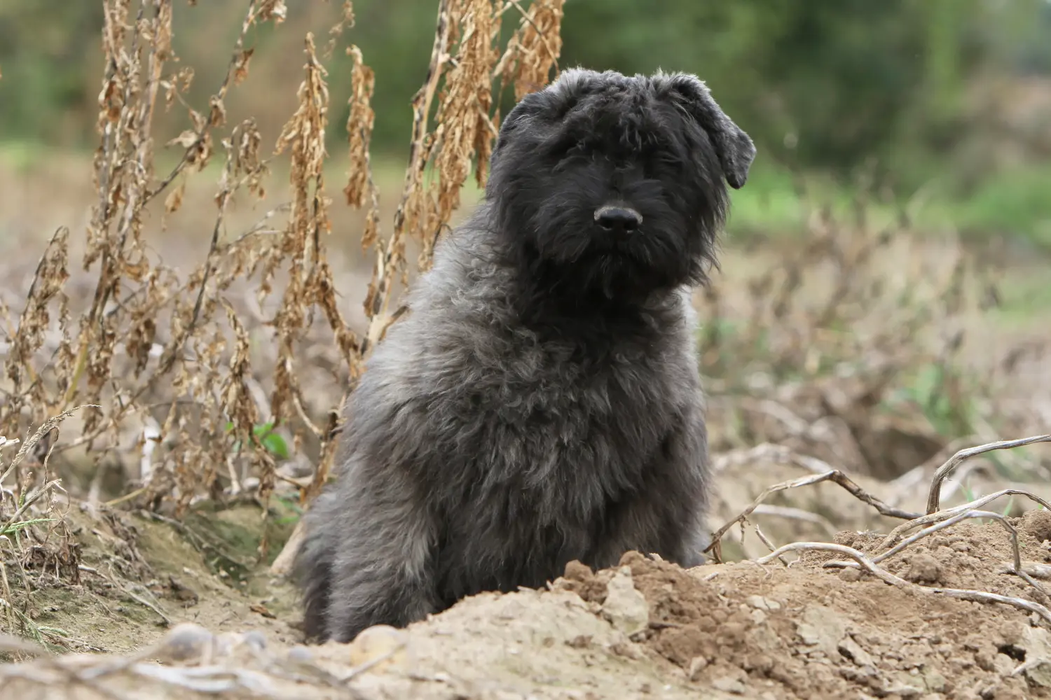 Acheter un chiot Bouvier des Flandres, c'est prendre ses responsabilités ! Acheter des chiots Bouvier des Flandres.