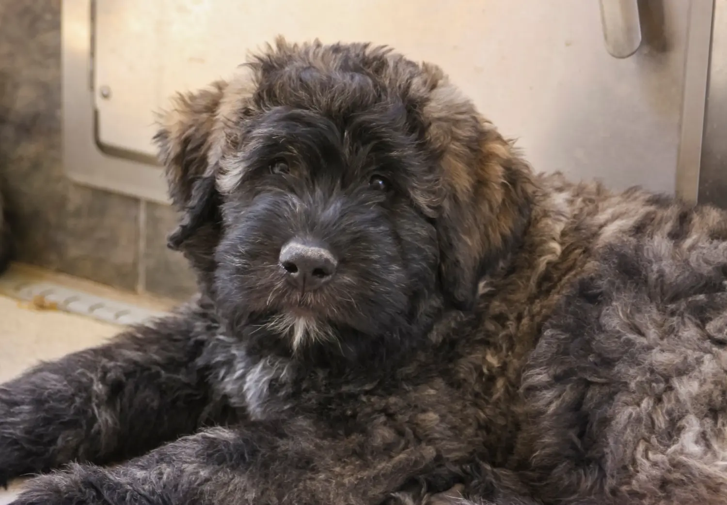 Acheter un chiot Bouvier des Flandres, c'est prendre ses responsabilités ! Acheter des chiots Bouvier des Flandres.