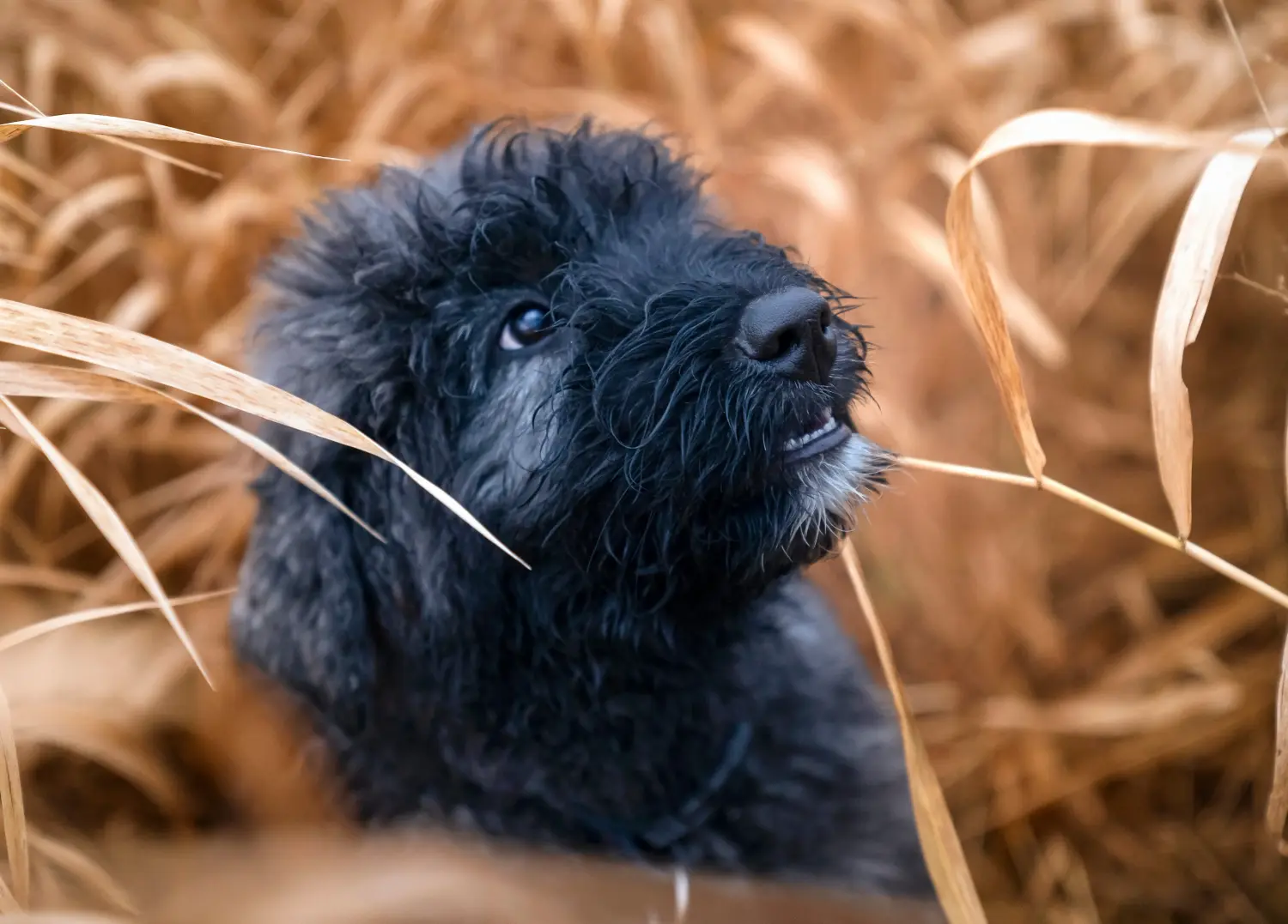 Acheter un chiot Bouvier des Flandres, c'est prendre ses responsabilités ! Acheter des chiots Bouvier des Flandres.