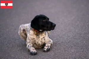Lire la suite à propos de l’article Braque d’Auvergne Éleveurs et chiots en Autriche