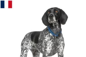 Lire la suite à propos de l’article Braque d’Auvergne Éleveurs et chiots en Guadeloupe