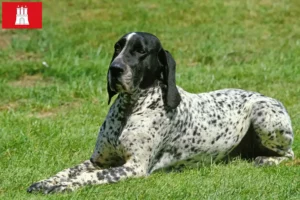 Lire la suite à propos de l’article Braque d’Auvergne éleveurs et chiots à Hambourg