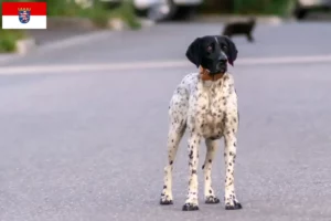 Lire la suite à propos de l’article Braque d’Auvergne Éleveurs et chiots en Hesse