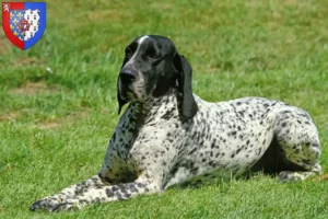 Lire la suite à propos de l’article Braque d’Auvergne Éleveurs et chiots en Pays de la Loire