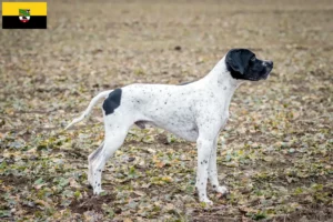 Lire la suite à propos de l’article Braque d’Auvergne Éleveurs et chiots en Saxe-Anhalt