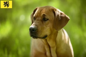 Lire la suite à propos de l’article Éleveurs de Broholmer et chiots en Flandre