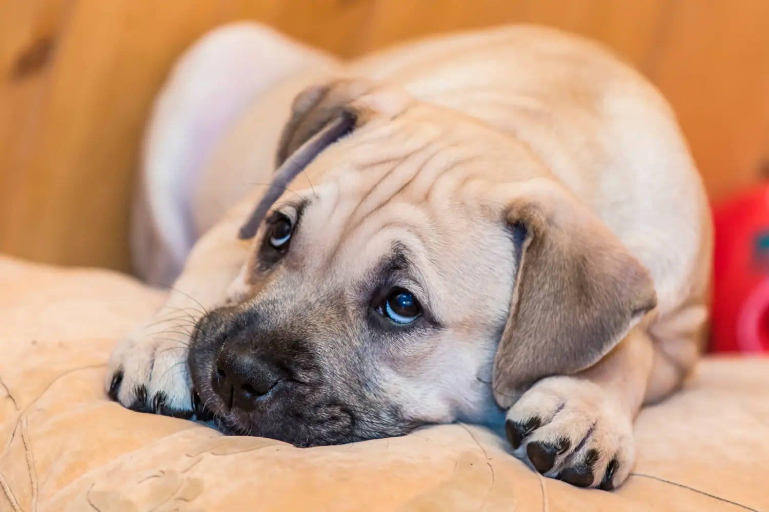 Acheter un chiot Ca de Bou, c'est prendre ses responsabilités ! Acheter des chiots Ca de Bou.