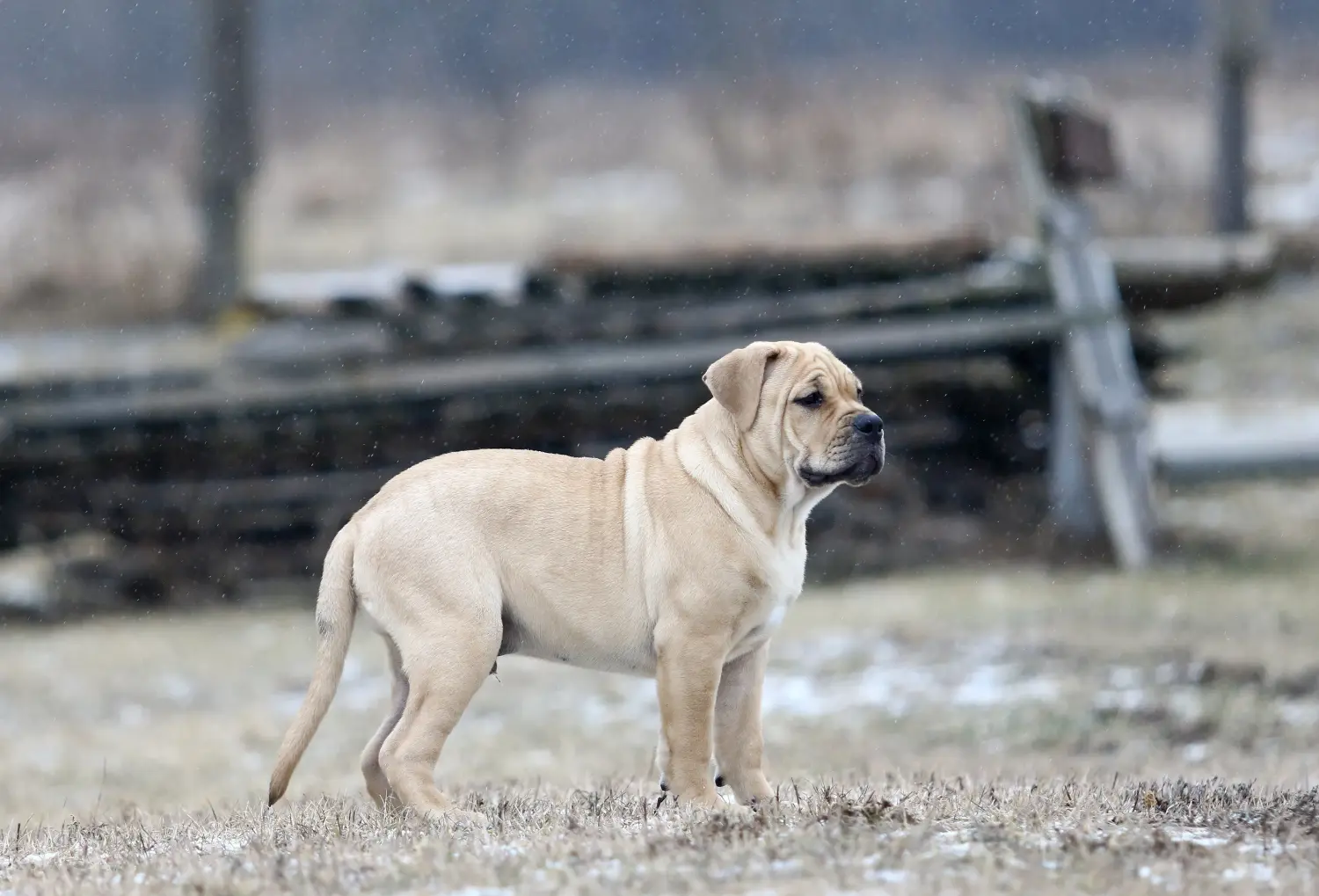 Acheter un chiot Ca de Bou, c'est prendre ses responsabilités ! Acheter des chiots Ca de Bou.