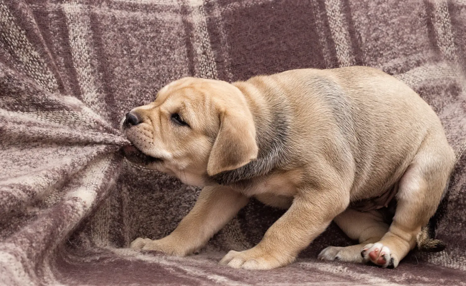 Acheter un chiot Ca de Bou, c'est prendre ses responsabilités ! Acheter des chiots Ca de Bou.