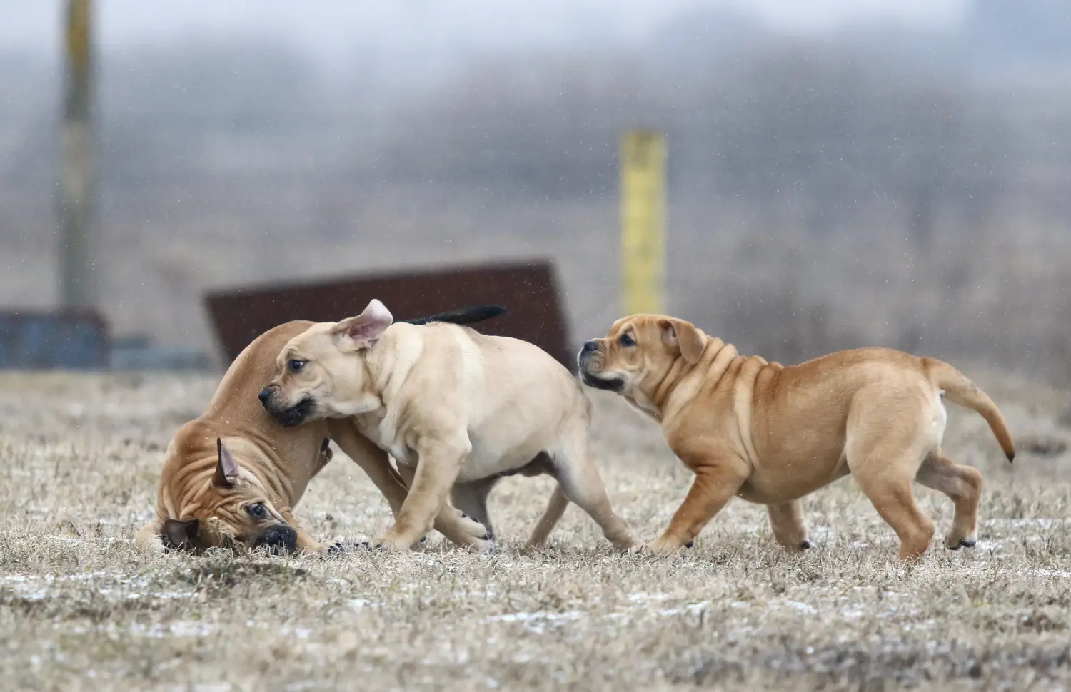 Acheter un chiot Ca de Bou, c'est prendre ses responsabilités ! Acheter des chiots Ca de Bou.