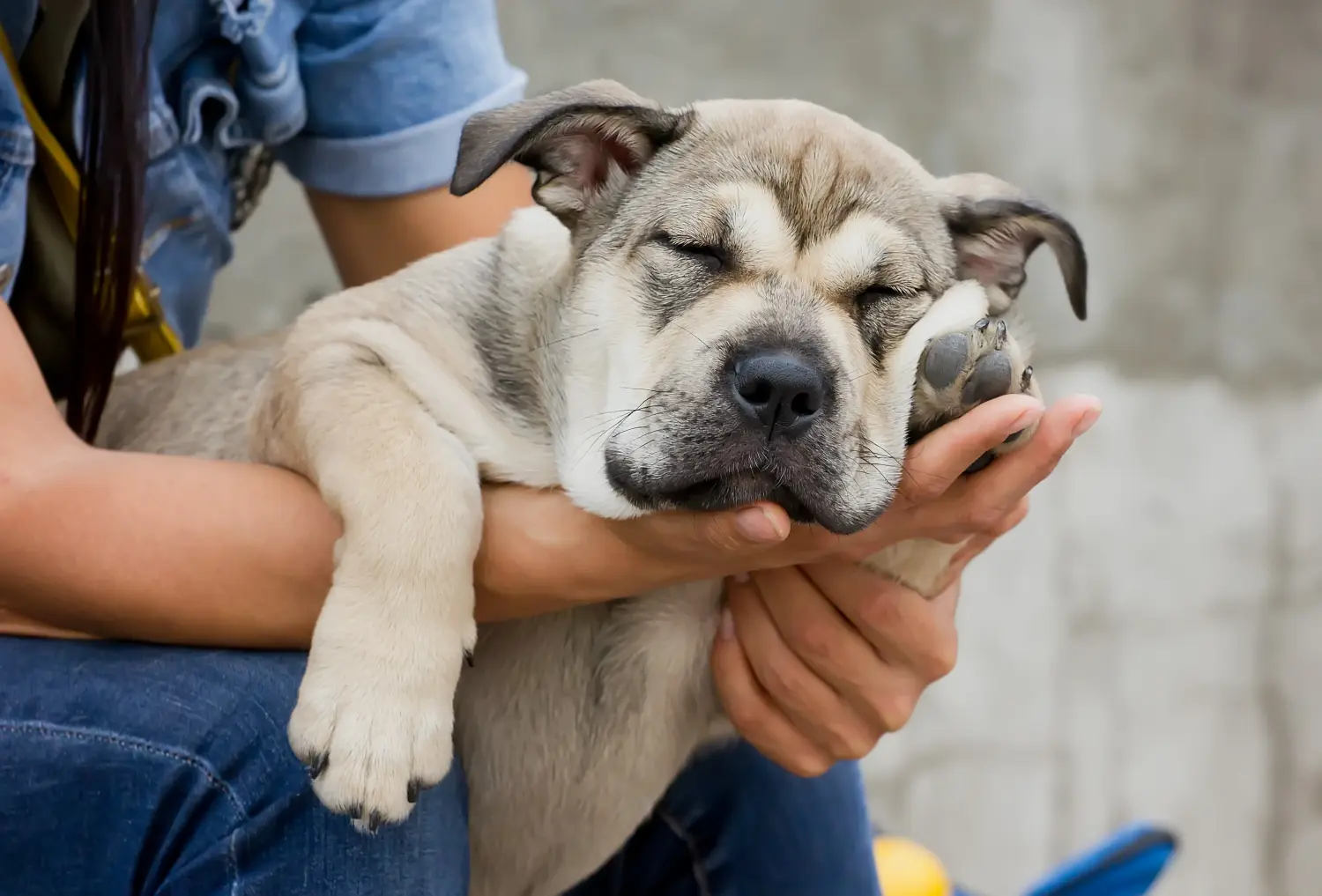 Acheter un chiot Ca de Bou, c'est prendre ses responsabilités ! Acheter des chiots Ca de Bou.