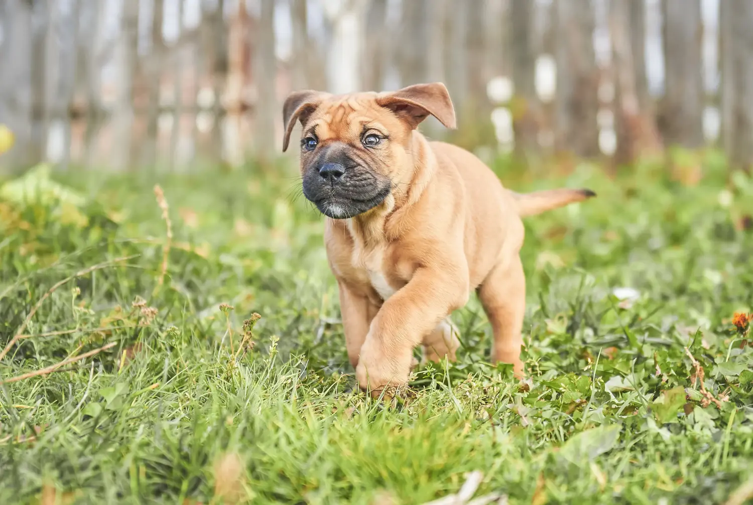 Acheter un chiot Ca de Bou, c'est prendre ses responsabilités ! Acheter des chiots Ca de Bou.