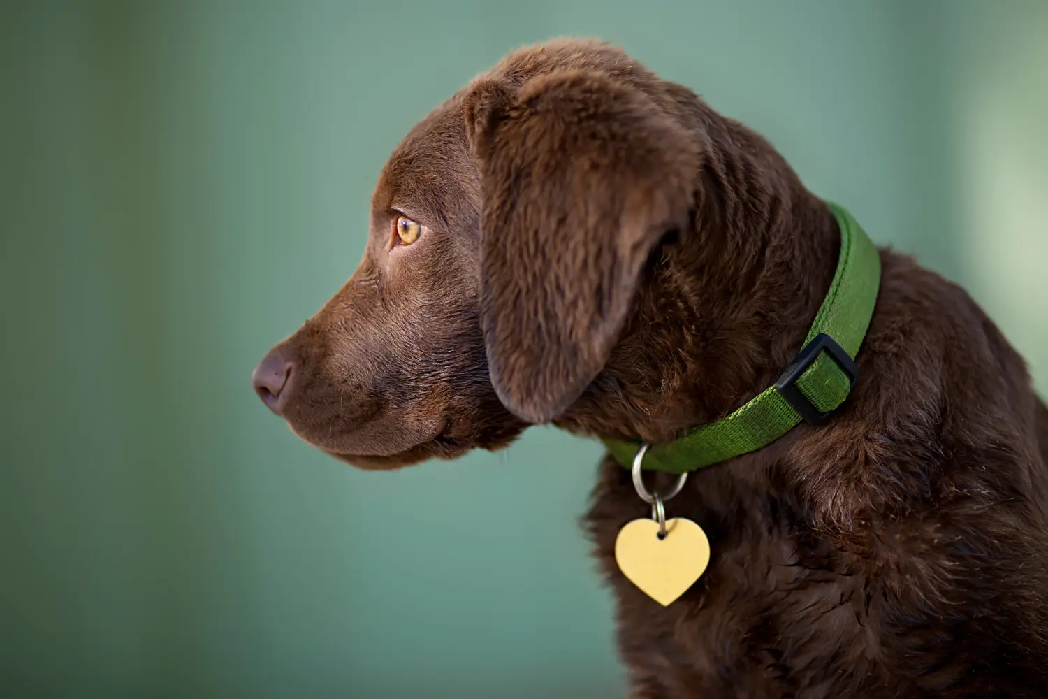 Acheter un chiot retriever de la baie de Chesapeake, c'est prendre ses responsabilités ! Acheter des chiots retrievers de la baie de Chesapeake.