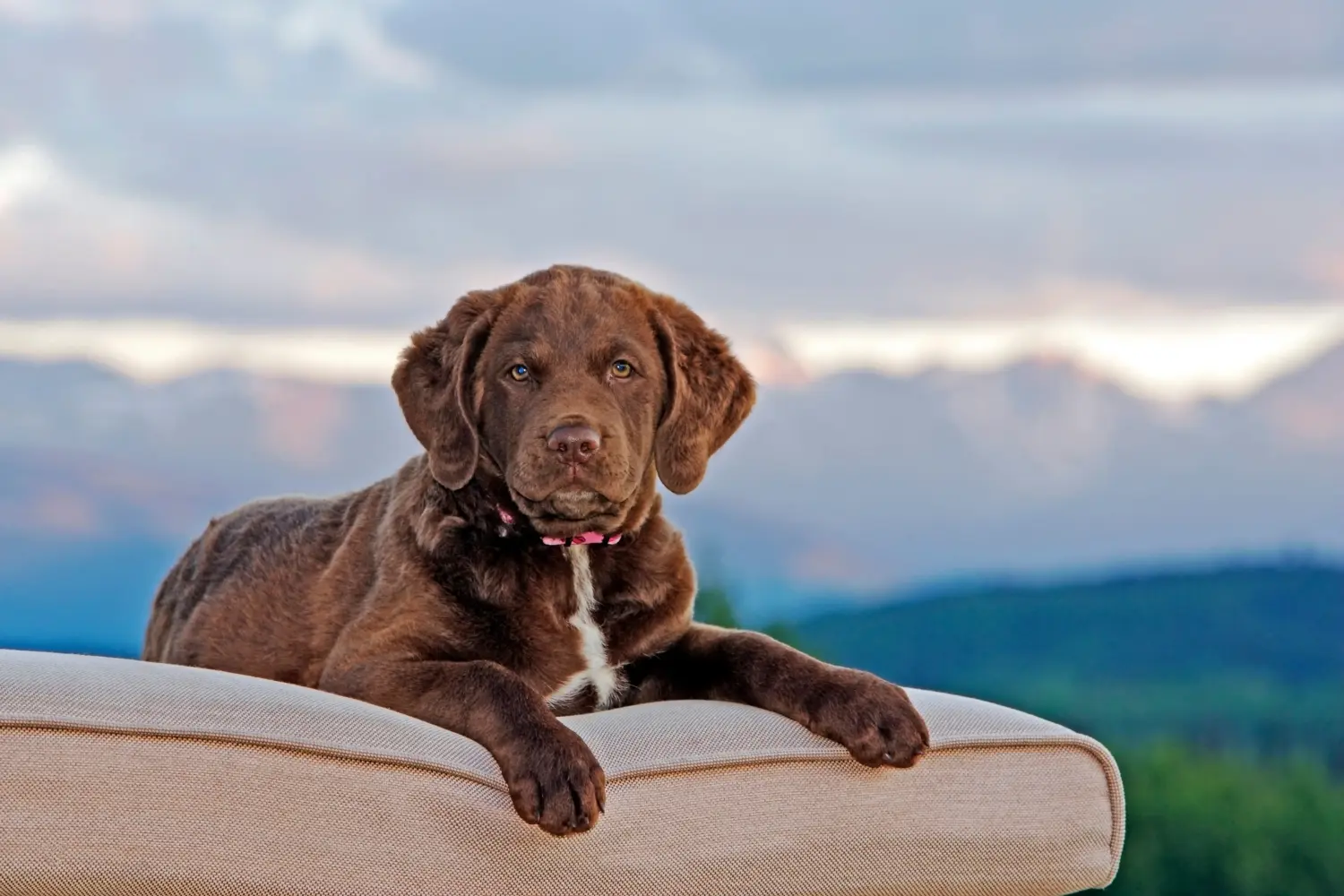 Acheter un chiot retriever de la baie de Chesapeake, c'est prendre ses responsabilités ! Acheter des chiots retrievers de la baie de Chesapeake.