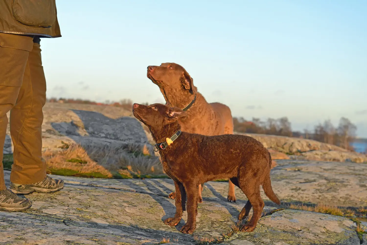 Acheter un chiot retriever de la baie de Chesapeake, c'est prendre ses responsabilités ! Acheter des chiots retrievers de la baie de Chesapeake.