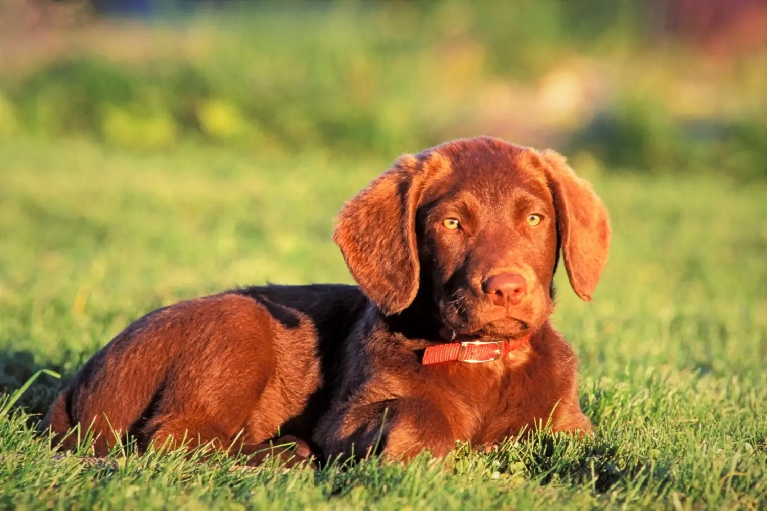 Acheter un chiot retriever de la baie de Chesapeake, c'est prendre ses responsabilités ! Acheter des chiots retrievers de la baie de Chesapeake.