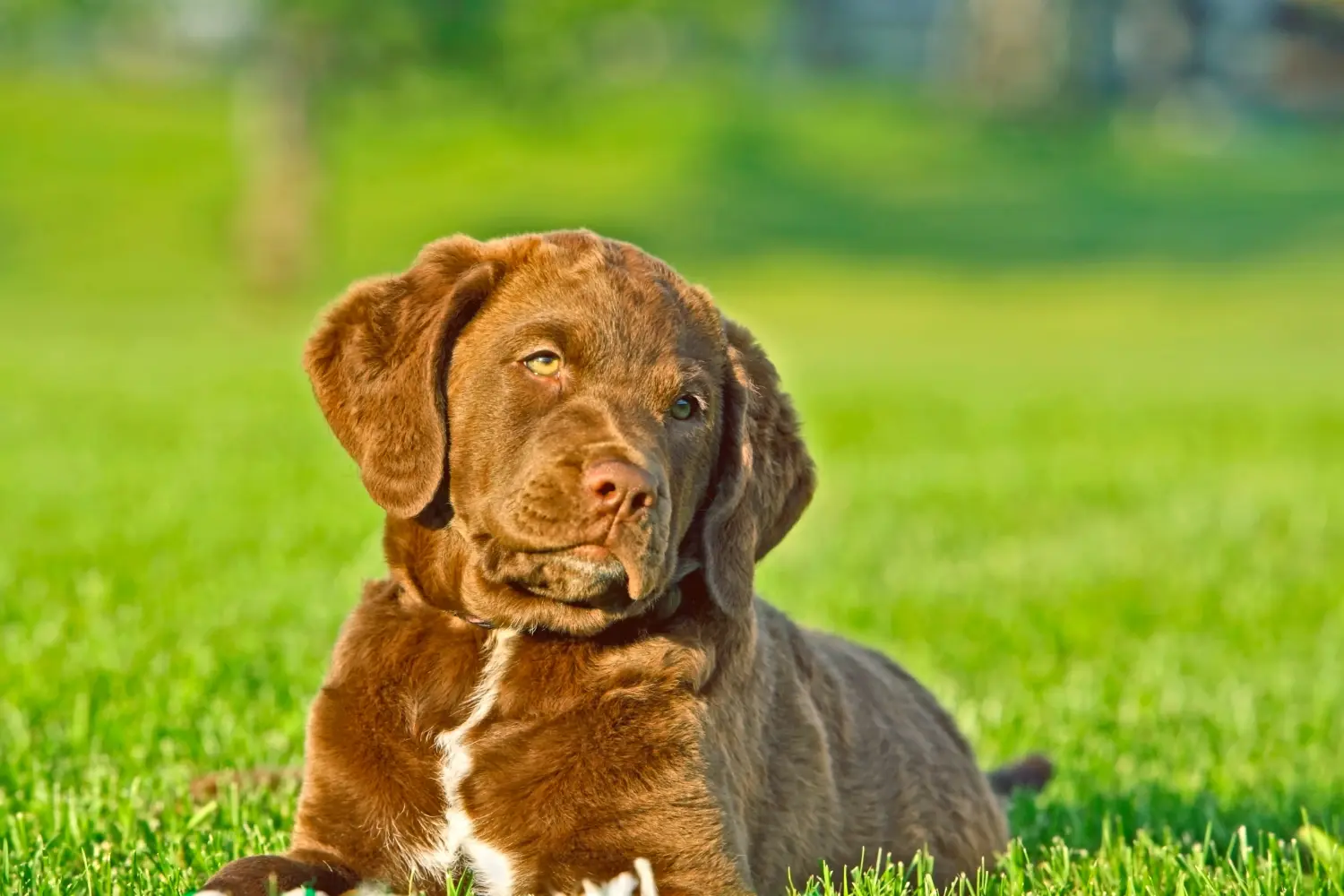 Acheter un chiot retriever de la baie de Chesapeake, c'est prendre ses responsabilités ! Acheter des chiots retrievers de la baie de Chesapeake.