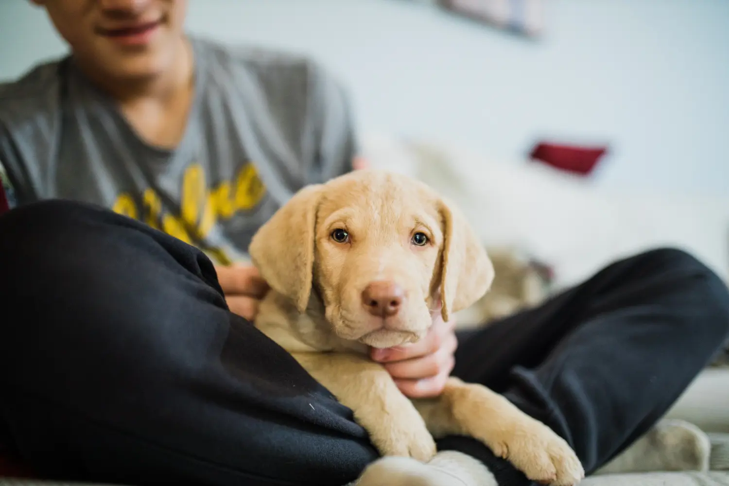 Acheter un chiot retriever de la baie de Chesapeake, c'est prendre ses responsabilités ! Acheter des chiots retrievers de la baie de Chesapeake.