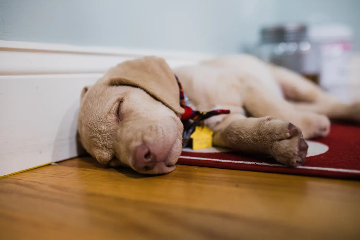 Acheter un chiot retriever de la baie de Chesapeake, c'est prendre ses responsabilités ! Acheter des chiots retrievers de la baie de Chesapeake.