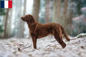 Lire la suite à propos de l’article Éleveurs de Retrievers de la Baie de Chesapeake et chiots en Martinique
