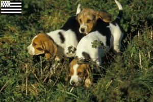 Lire la suite à propos de l’article Chien d’Artois éleveurs et chiots en Bretagne