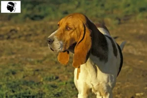 Lire la suite à propos de l’article Chien d’Artois éleveurs et chiots en Corse