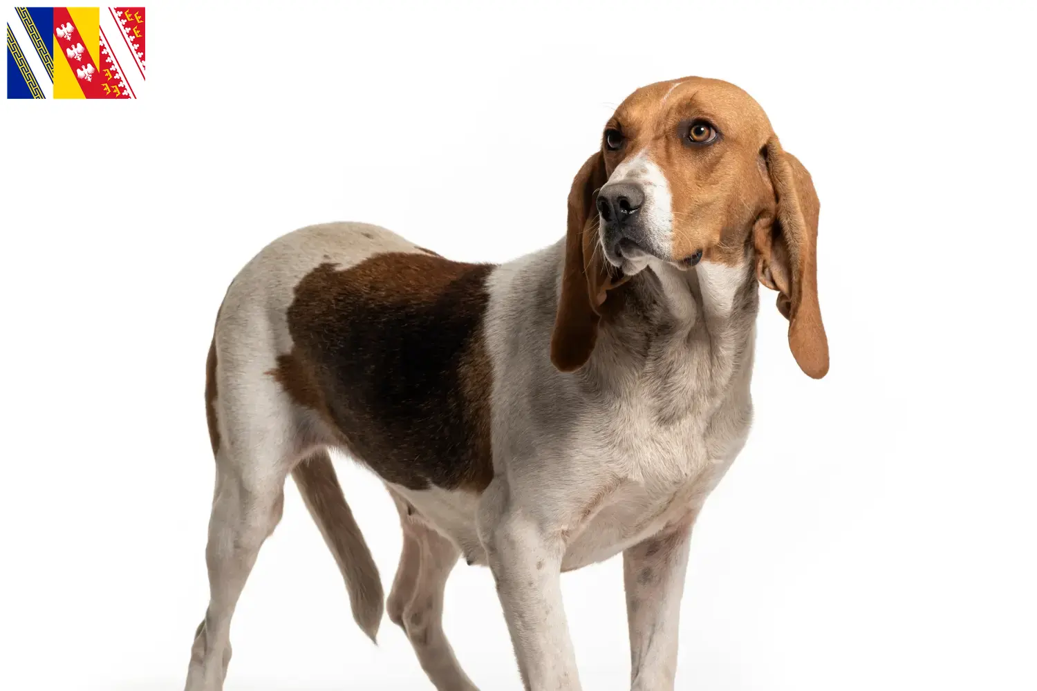 Chien d'Artois chiots et éleveurs Grand Est Ici tu trouves des éleveurs de Chien d'Artois dans le Grand Est.