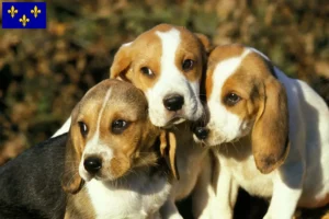 Lire la suite à propos de l’article Chien d’Artois éleveurs et chiots en Île-de-France