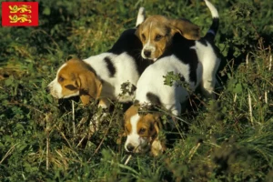 Lire la suite à propos de l’article Chien d’Artois éleveurs et chiots en Normandie