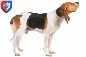 Lire la suite à propos de l’article Chien d’Artois éleveurs et chiots en Pays de la Loire