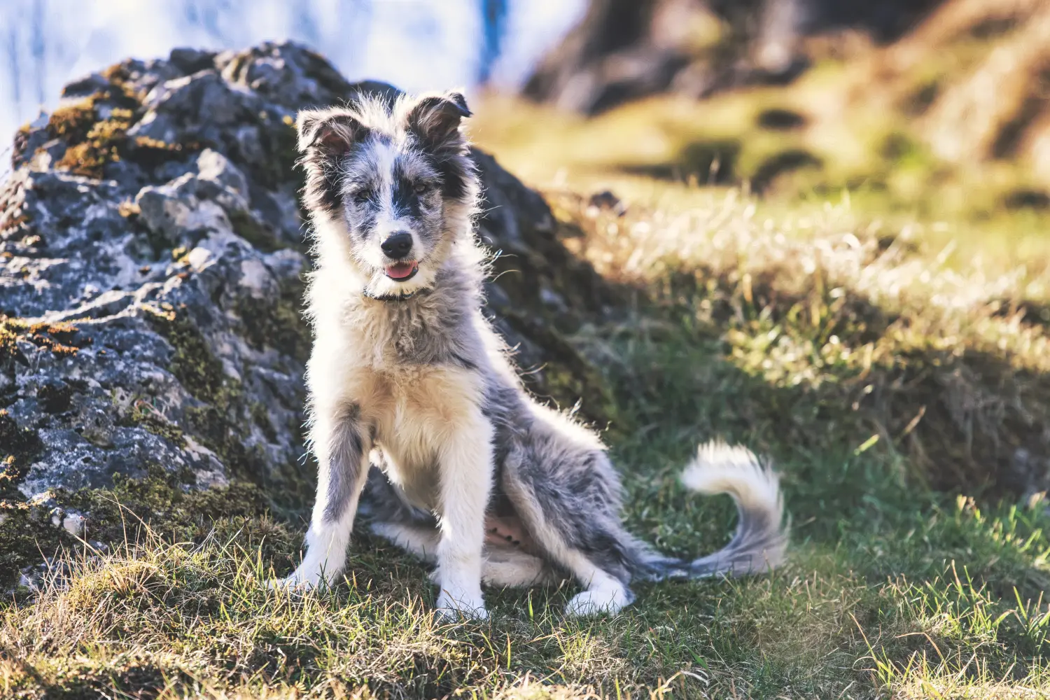 Acheter un chiot berger bergamasque, c'est prendre ses responsabilités ! Acheter un chiot berger bergamasque.