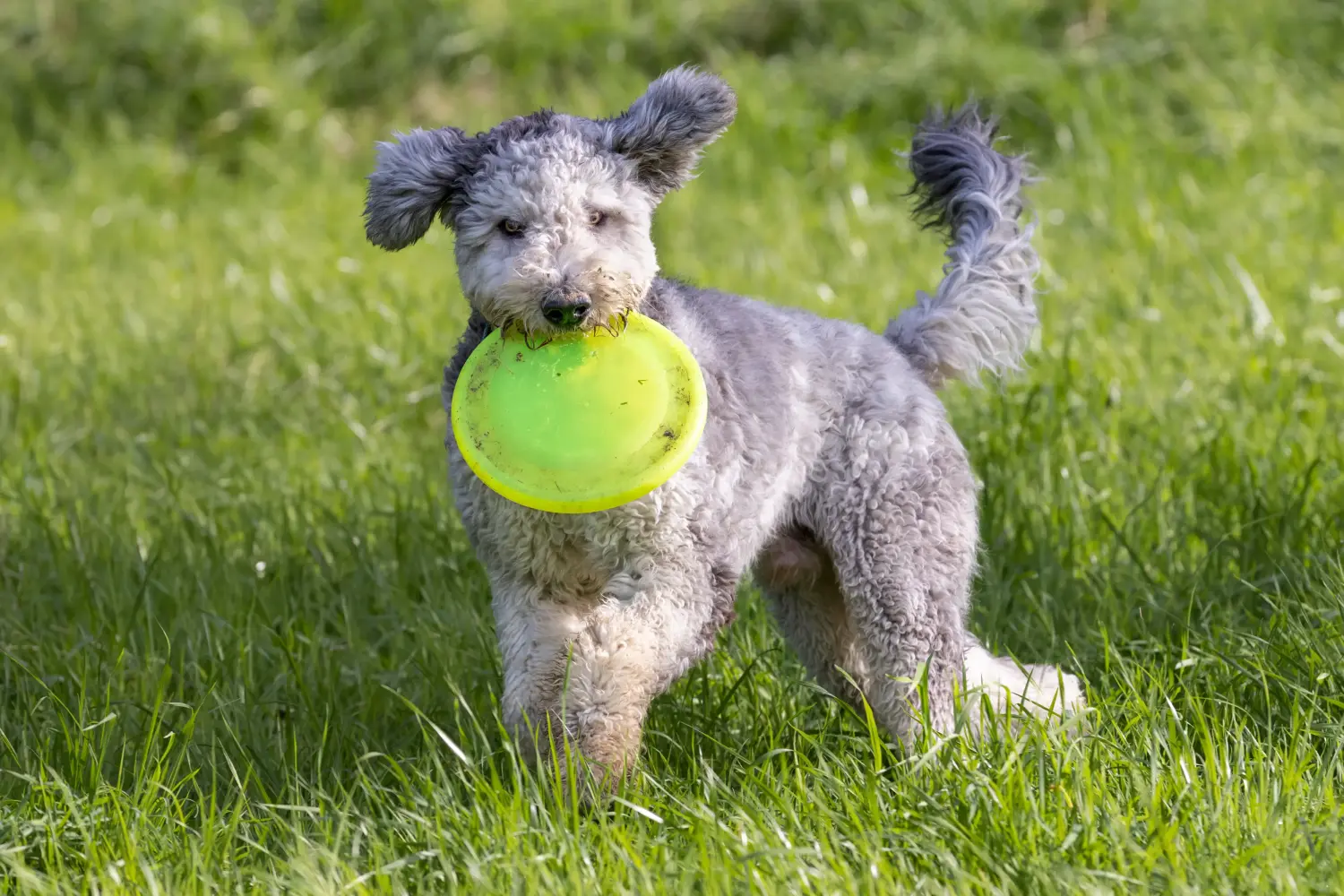 Acheter un chiot berger bergamasque, c'est prendre ses responsabilités ! Acheter un chiot berger bergamasque.