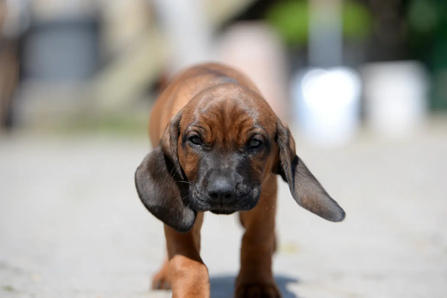 Acheter un chiot Chien de Montagne Bavarois, c'est prendre ses responsabilités ! Acheter un chiot chien de montagne bavarois.