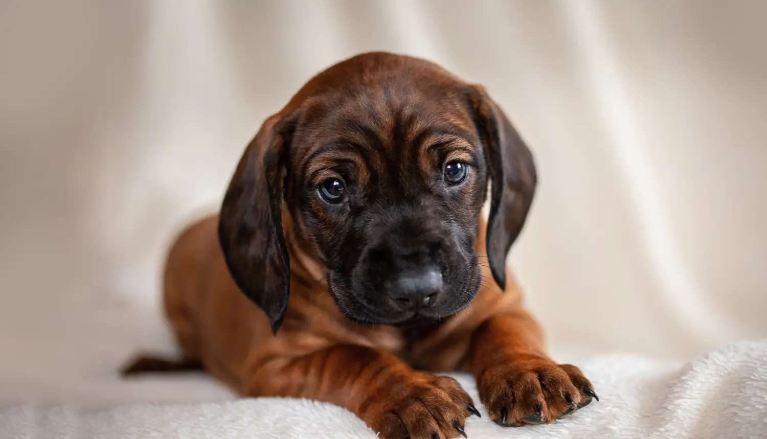 Acheter un chiot Chien de Montagne Bavarois, c'est prendre ses responsabilités ! Acheter un chiot chien de montagne bavarois.