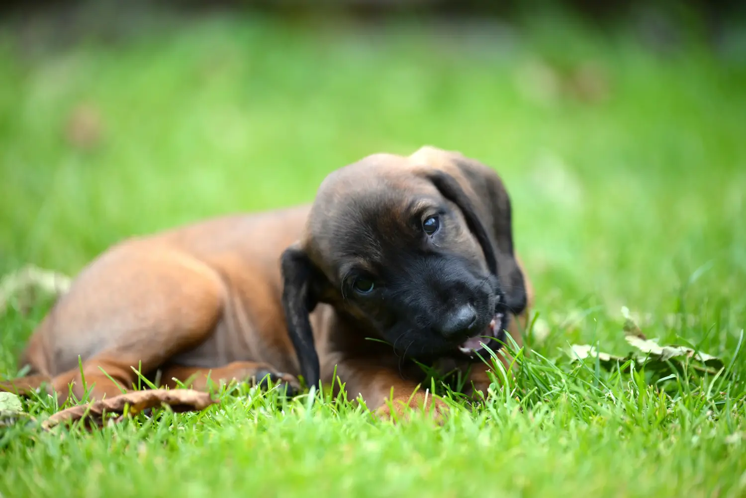 Acheter un chiot Chien de Montagne Bavarois, c'est prendre ses responsabilités ! Acheter un chiot chien de montagne bavarois.