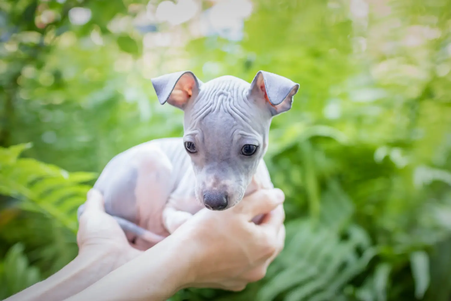 Acheter un chiot American Hairless Terrier, c'est prendre ses responsabilités ! Acheter un chiot American Hairless Terrier.