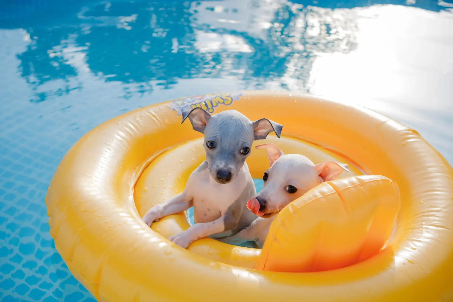 Acheter un chiot American Hairless Terrier, c'est prendre ses responsabilités ! Acheter un chiot American Hairless Terrier.