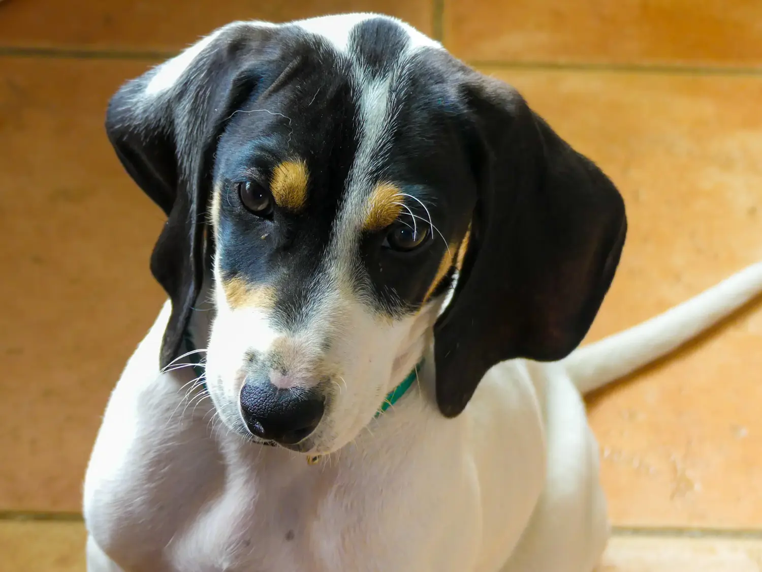 Acheter un chiot ariégeois, c'est prendre ses responsabilités ! Acheter des chiots ariégeois.