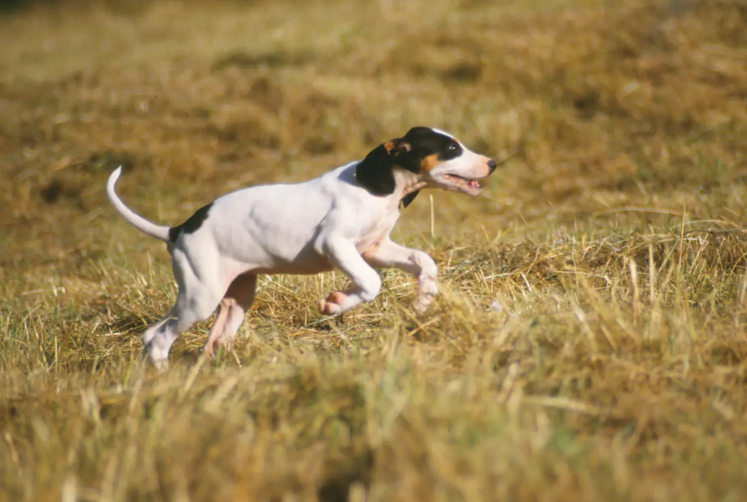 Acheter un chiot ariégeois, c'est prendre ses responsabilités ! Acheter des chiots ariégeois.